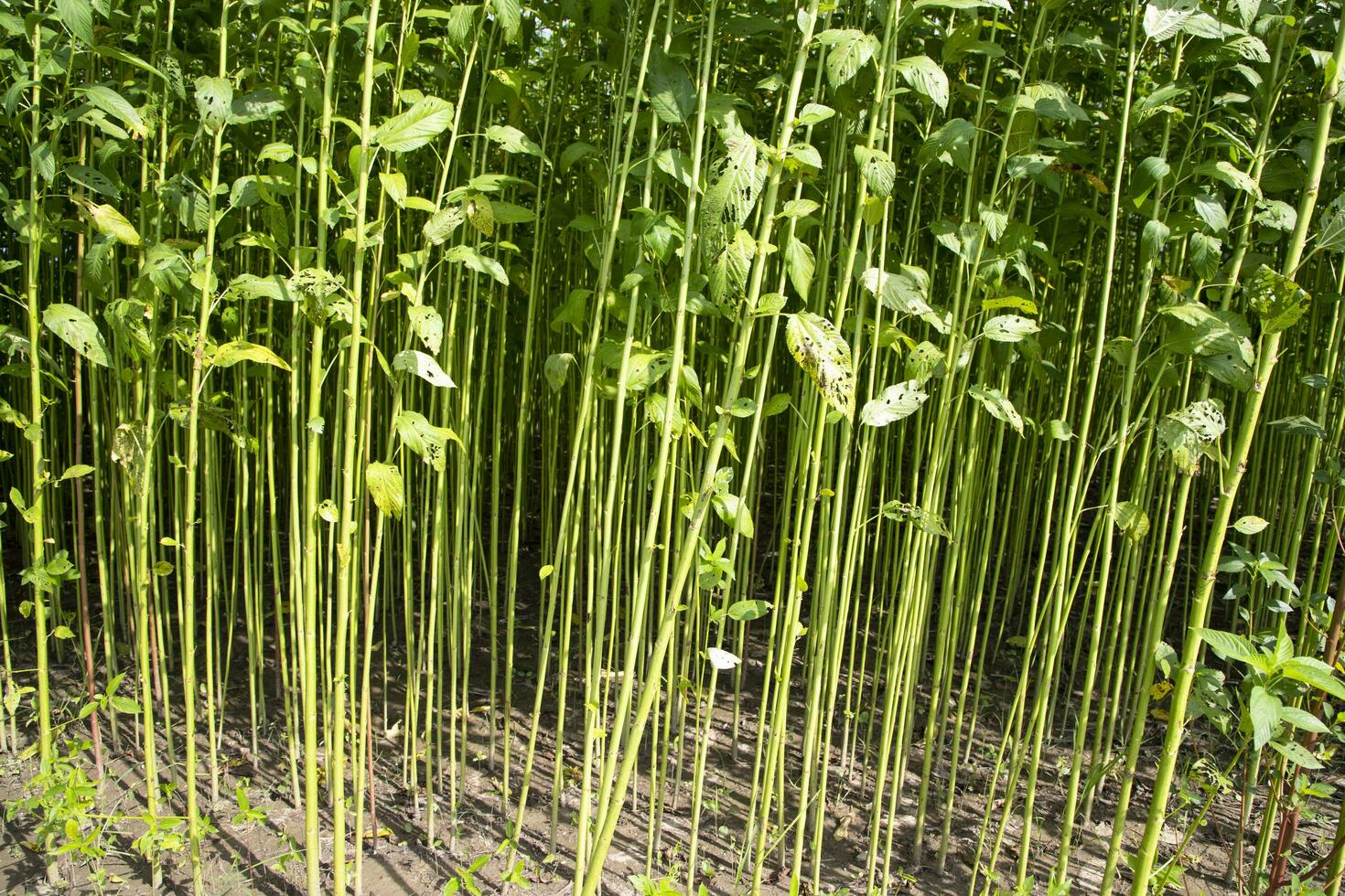 verde crudo yute planta modelo textura lata ser usado como un antecedentes fondo de pantalla foto
