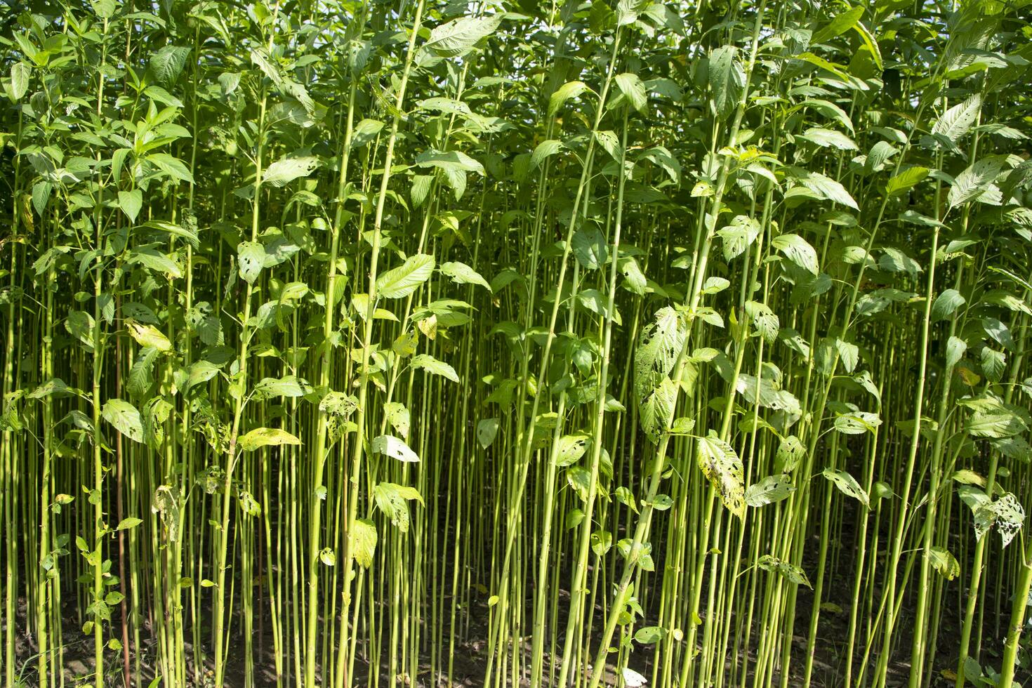 Green Raw Jute Plant pattern texture  can be used as a background wallpaper photo