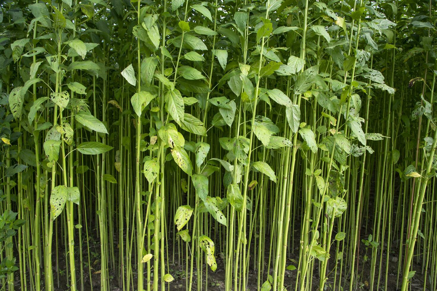 Green Raw Jute Plant pattern texture  can be used as a background wallpaper photo