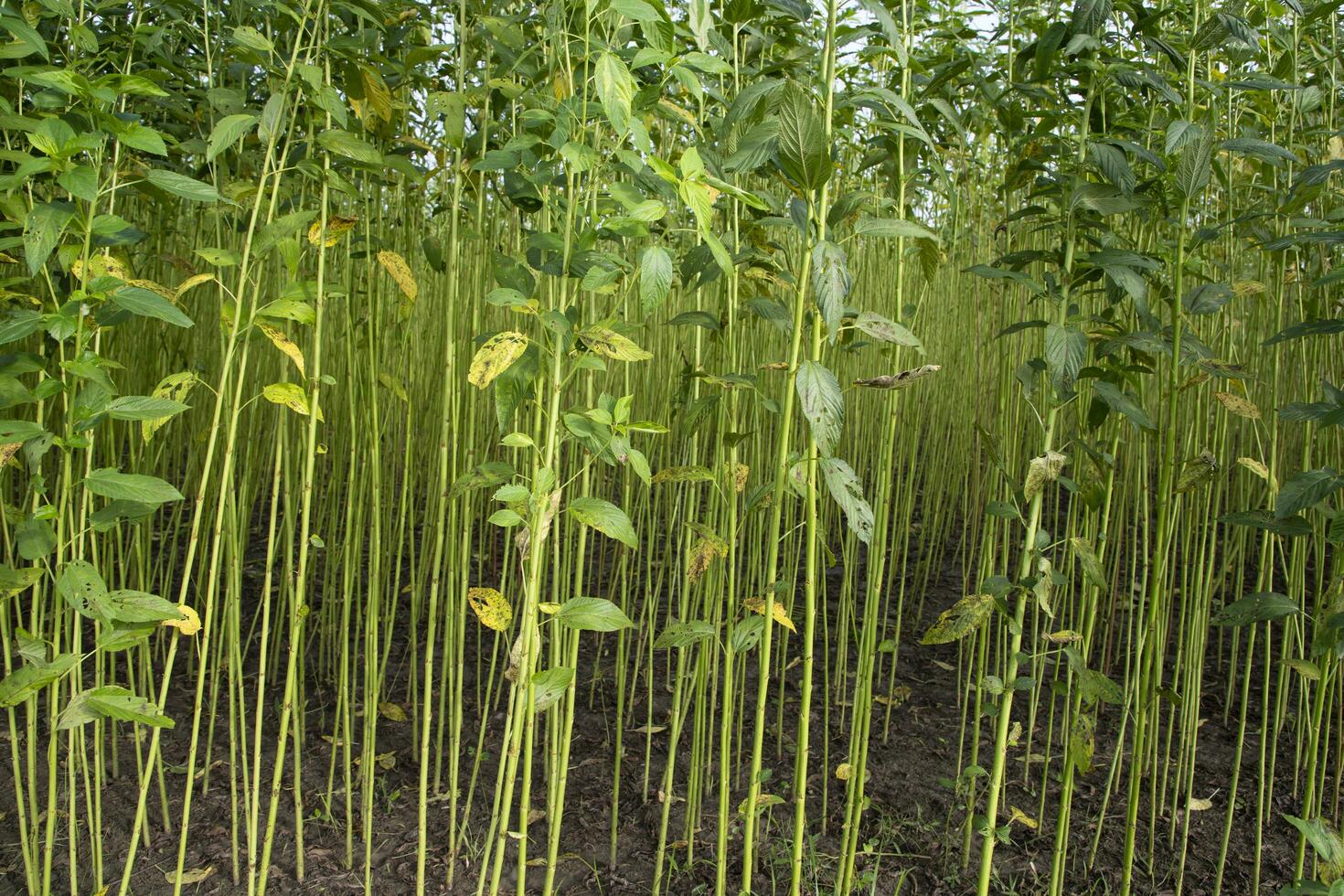 Green Raw Jute Plant pattern texture  can be used as a background wallpaper photo