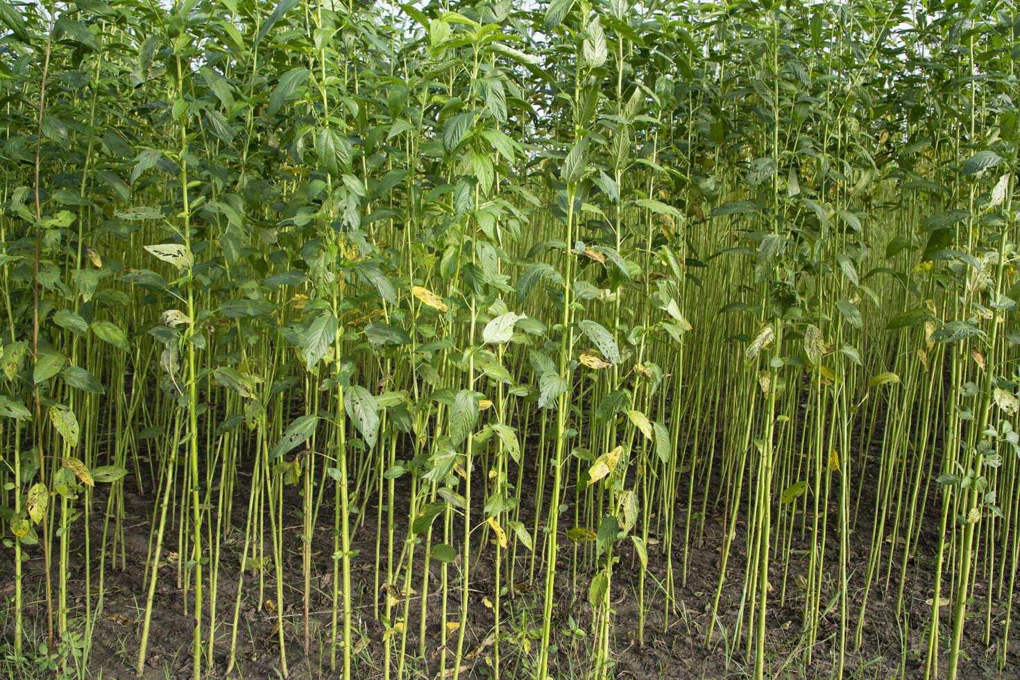 Green Raw Jute Plant pattern texture  can be used as a background wallpaper photo