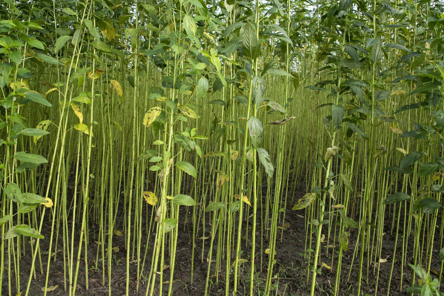 Green Raw Jute Plant pattern texture  can be used as a background wallpaper photo