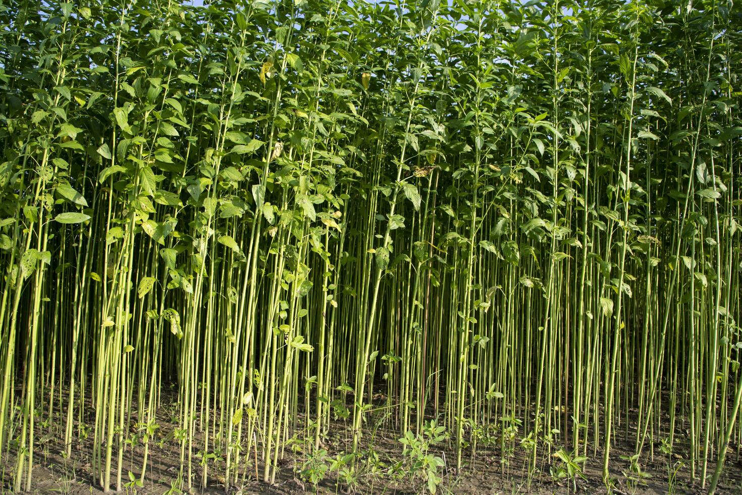 Green Raw Jute Plant pattern texture  can be used as a background wallpaper photo