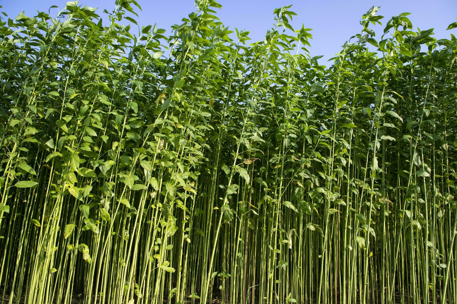 Jute plants growing in a field in the countryside of Bangladesh photo