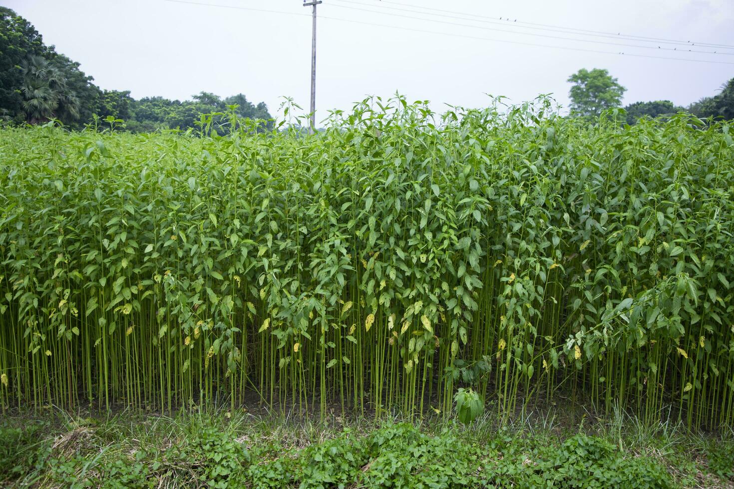 Jute plants growing in a field in the countryside of Bangladesh photo