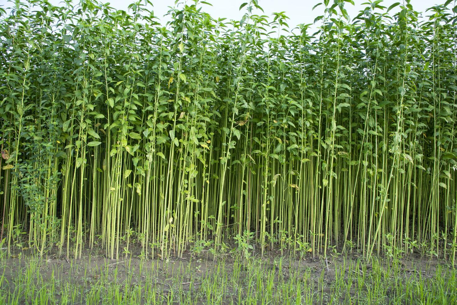 Jute plants growing in a field in the countryside of Bangladesh photo