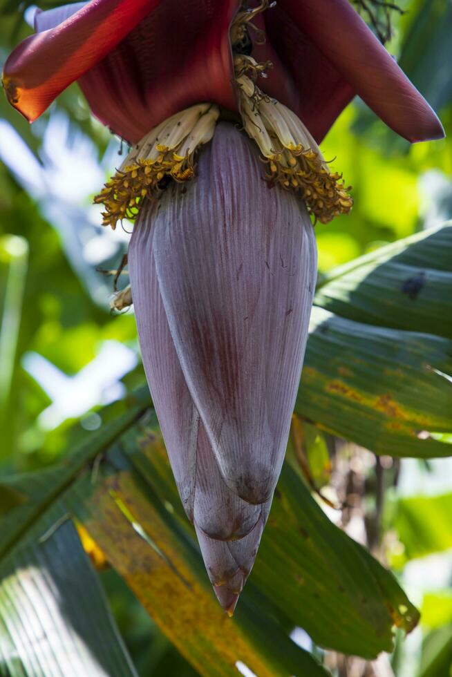 Blossom Banana Flower is a healthy nutrition vegetable on the garden tree photo