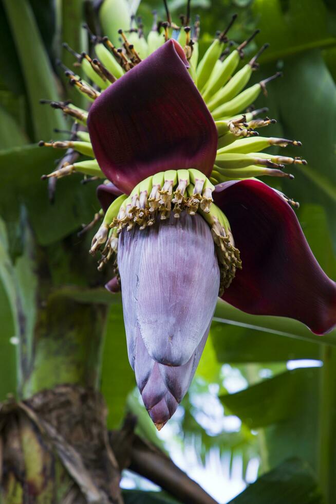 Blossom Banana Flower is a healthy nutrition vegetable on the garden tree photo