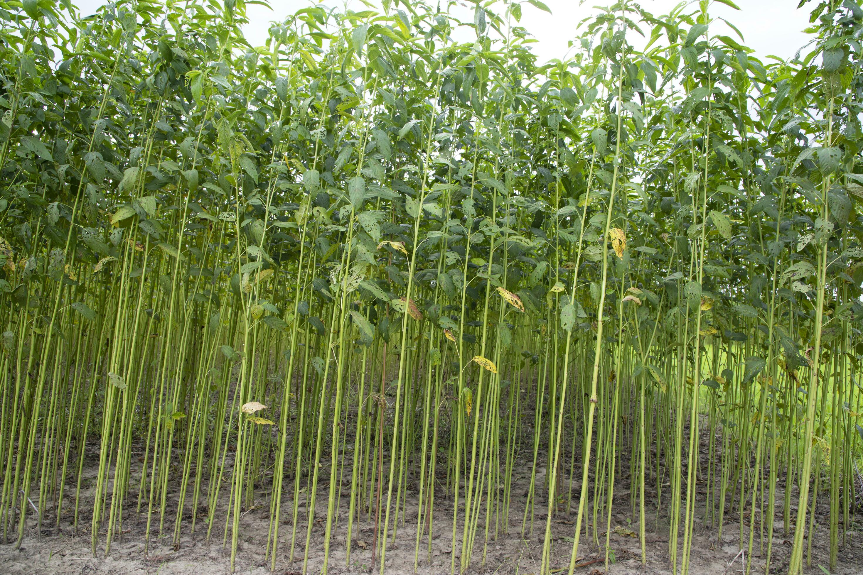 Green jute Plantation field. Raw Jute plant pattern Texture background