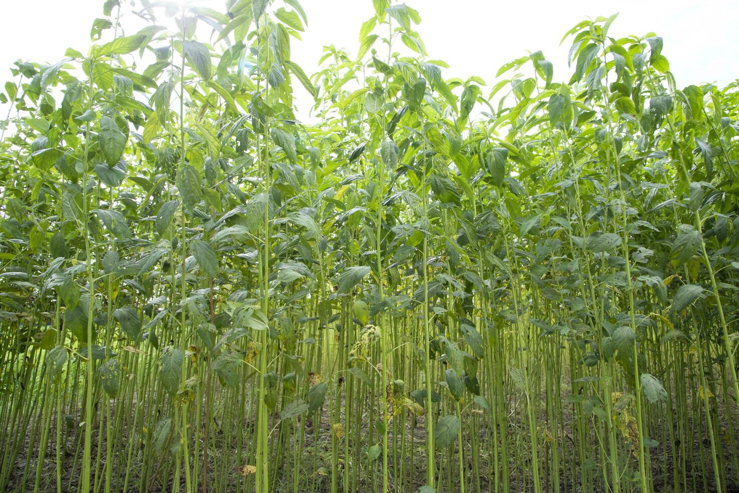 Green jute Plantation field.  Raw Jute plant pattern Texture background. This is the Called Golden Fiber in Bangladesh photo