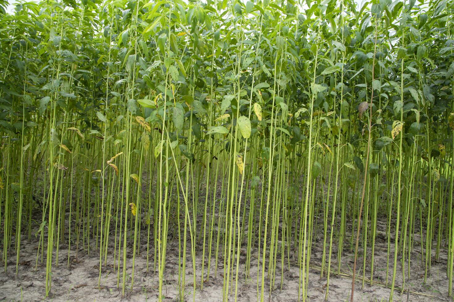 Green jute Plantation field.  Raw Jute plant pattern Texture background. This is the Called Golden Fiber in Bangladesh photo