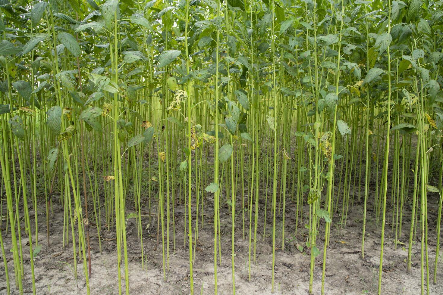Green jute Plantation field.  Raw Jute plant pattern Texture background. This is the Called Golden Fiber in Bangladesh photo