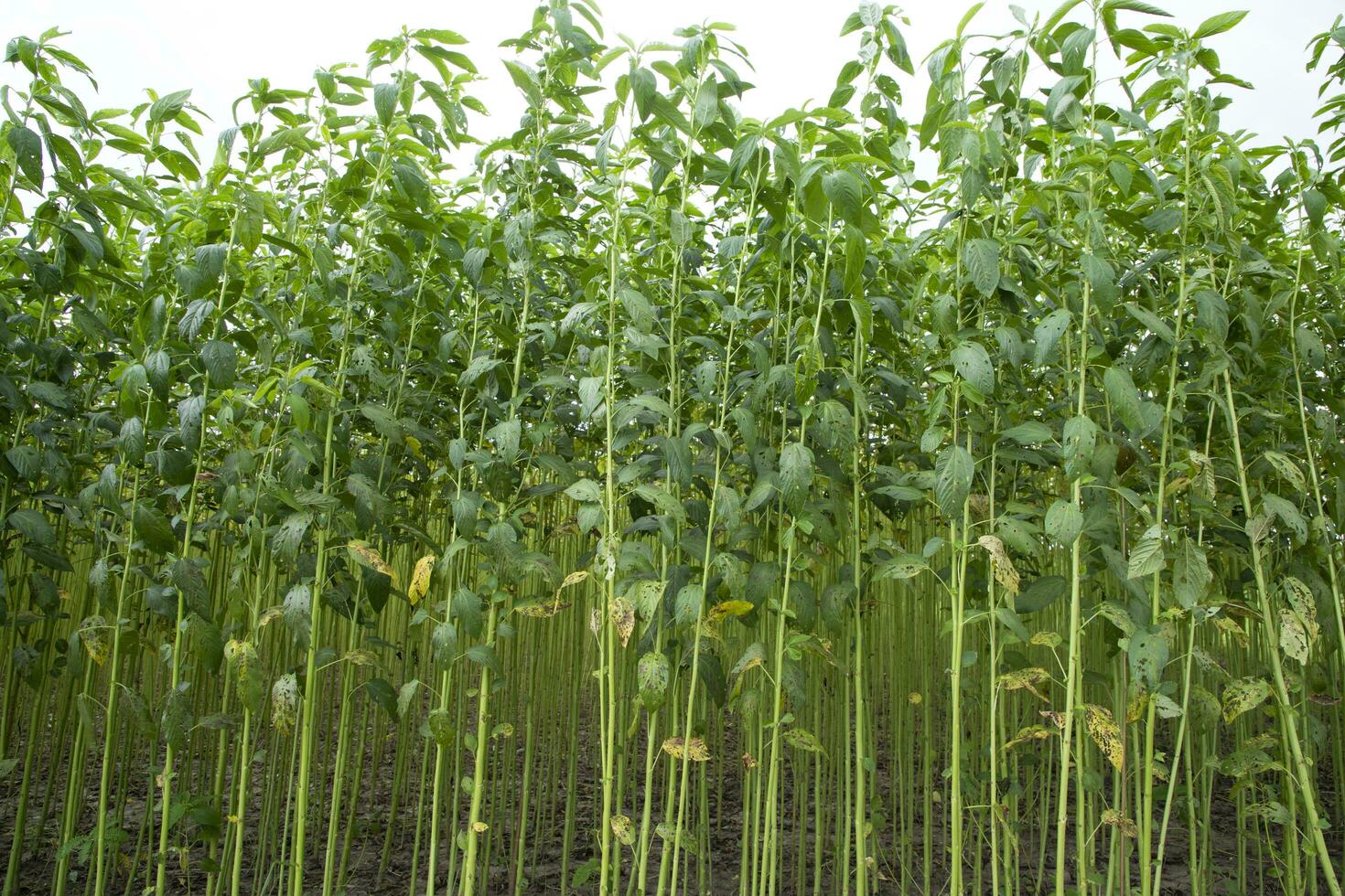 verde yute plantación campo. crudo yute planta modelo textura antecedentes. esta es el llamado dorado fibra en Bangladesh foto