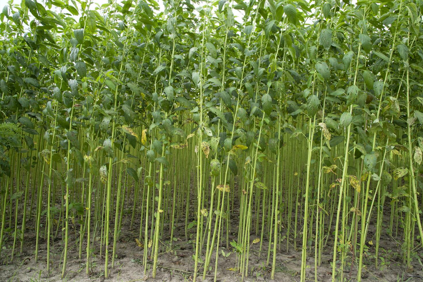 Green jute Plantation field.  Raw Jute plant pattern Texture background. This is the Called Golden Fiber in Bangladesh photo