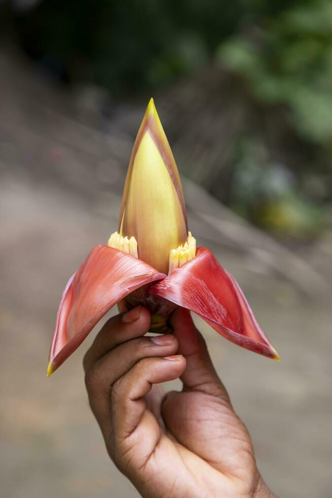 Banana flower in hand, Bangladesh. Scientific name Musa acuta photo