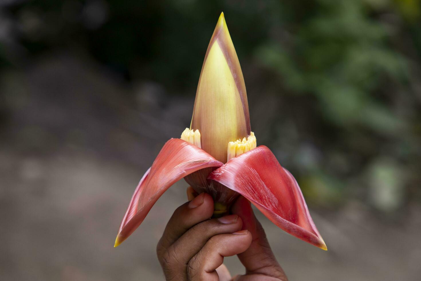 Banana flower in hand, Bangladesh. Scientific name Musa acuta photo