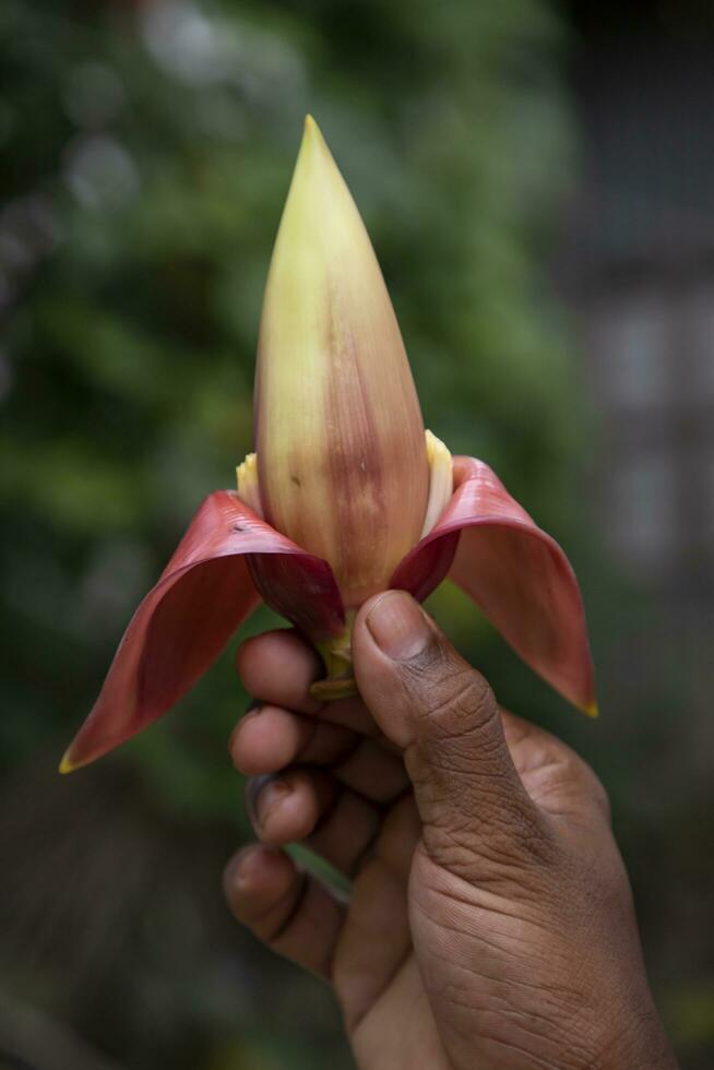 Banana flower in hand, Bangladesh. Scientific name Musa acuta photo