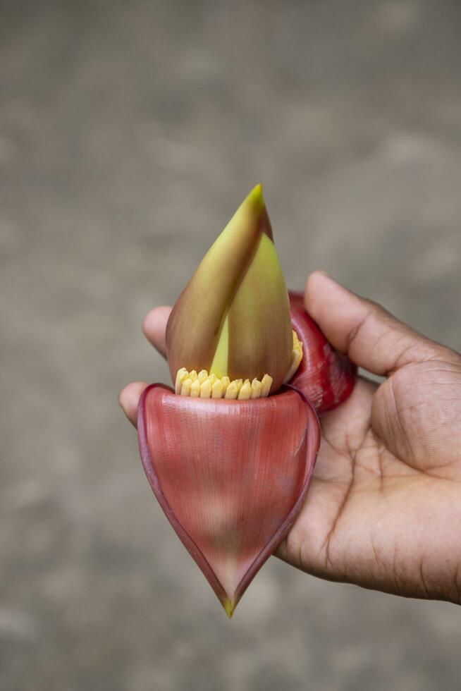 Banana flower in hand, Bangladesh. Scientific name Musa acuta photo