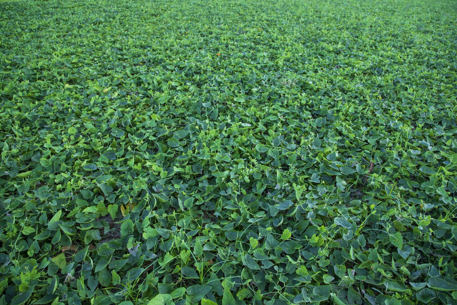 Green Pointed gourd plant field texture background photo