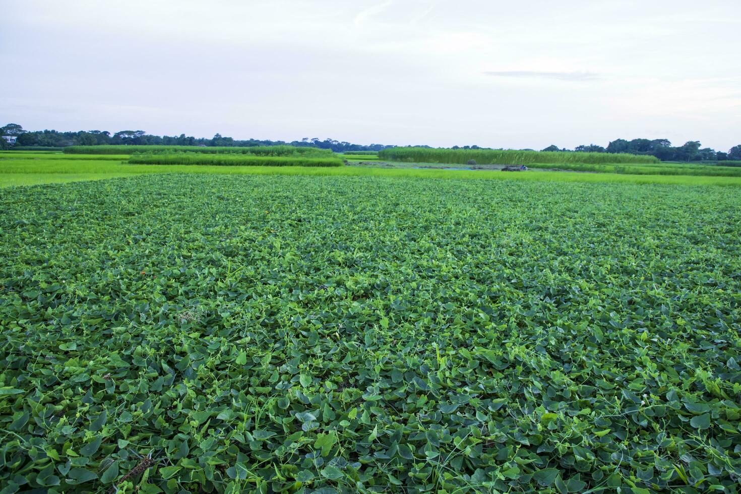 Green Pointed gourd plant field texture background photo