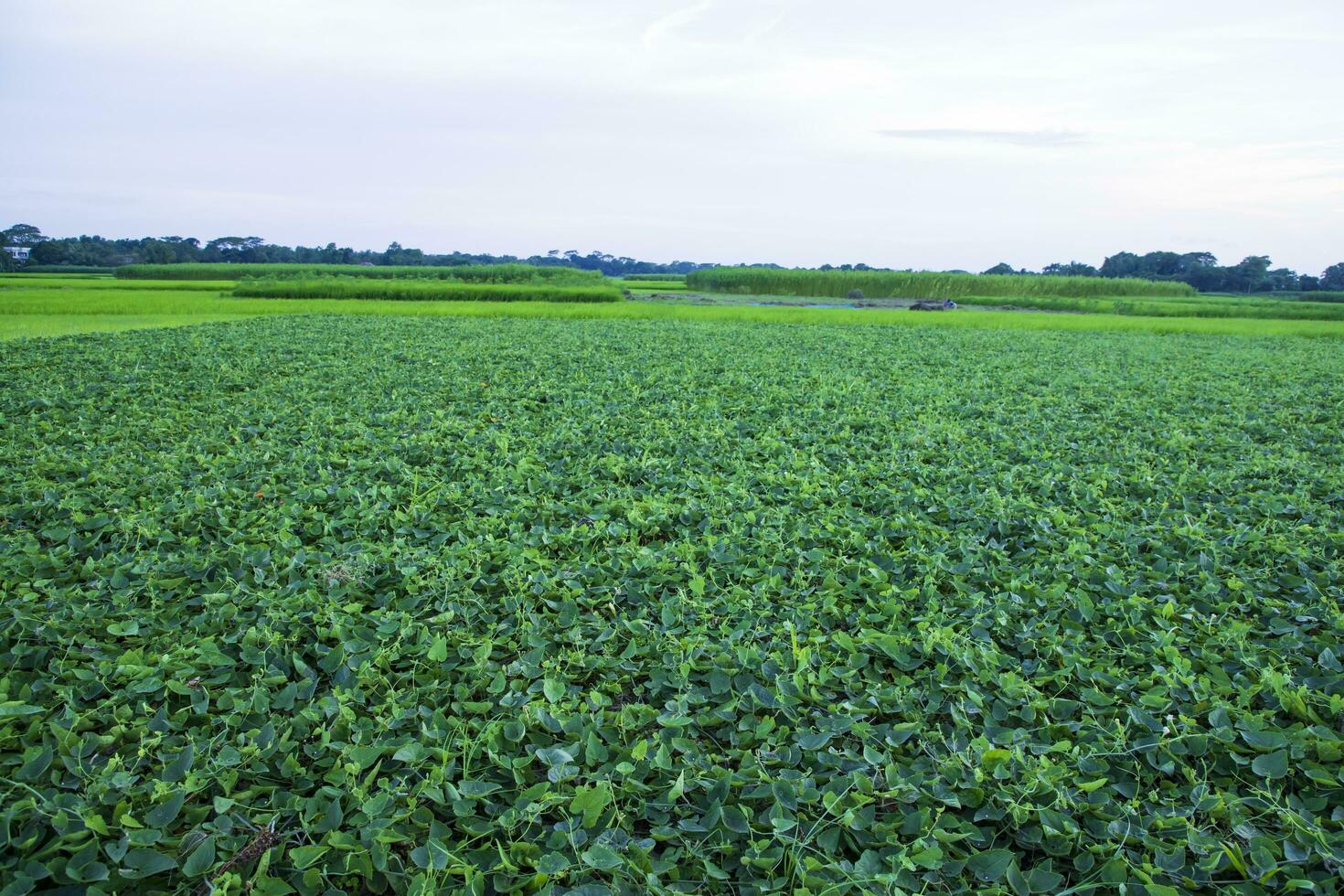 Green Pointed gourd plant field texture background photo