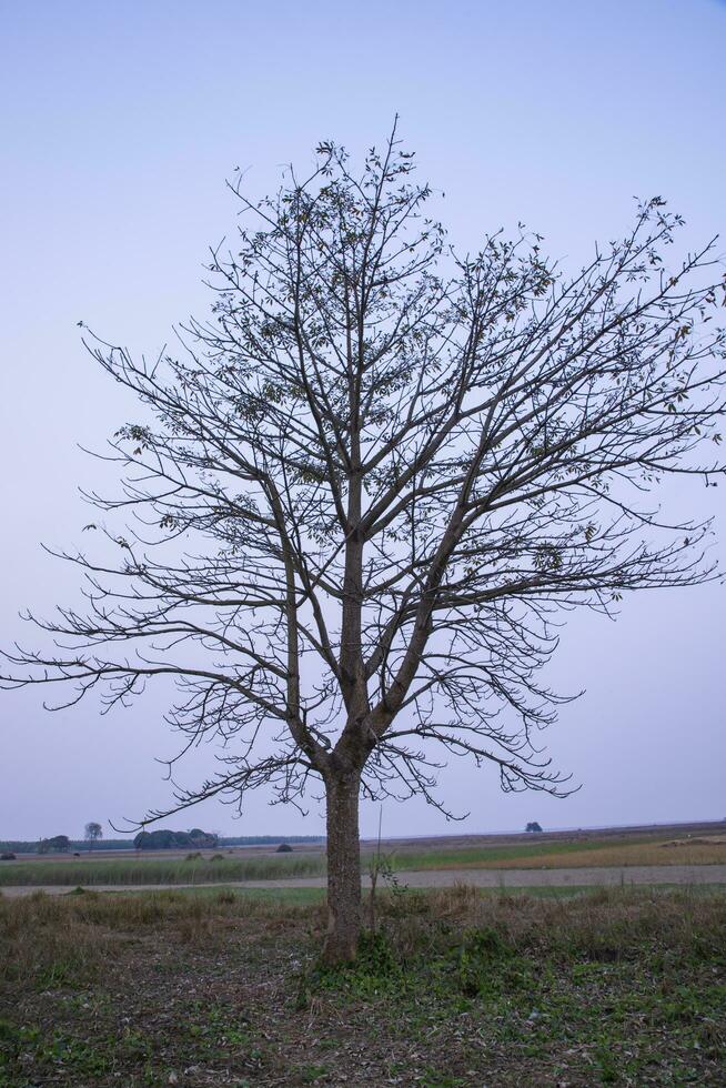 Lonely Bombax ceiba tree  in the field under the blue sky photo
