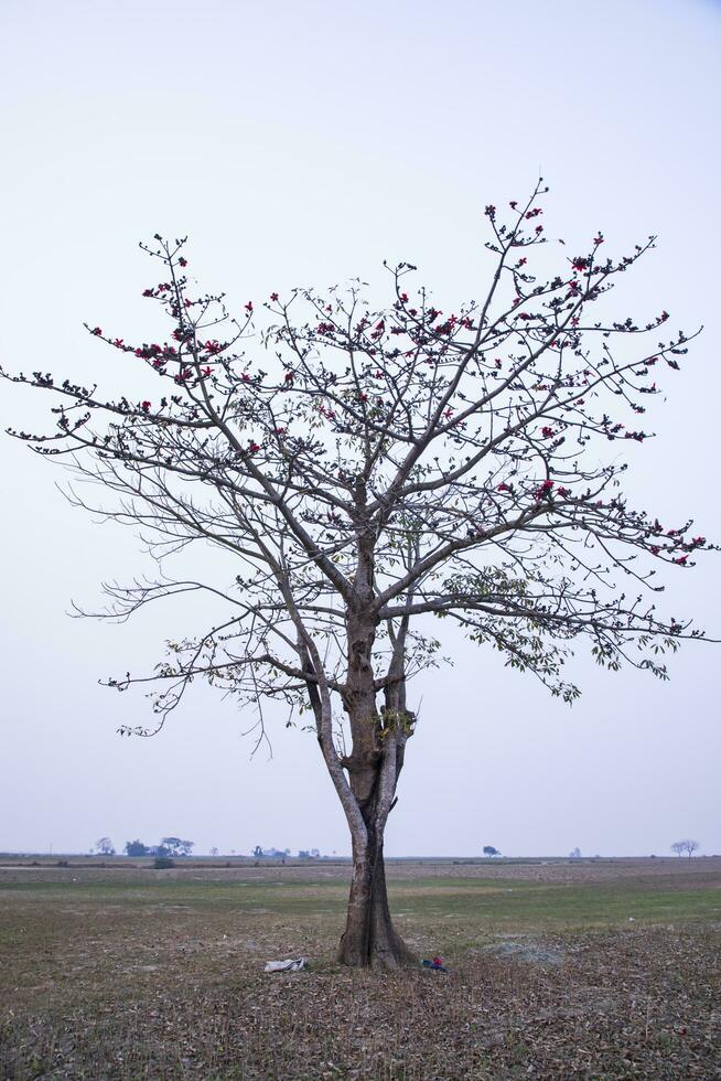 Lonely Bombax ceiba tree  in the field under the blue sky photo