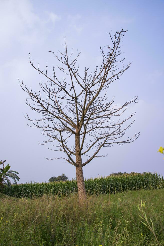 Lonely Bombax ceiba tree  in the field under the blue sky photo