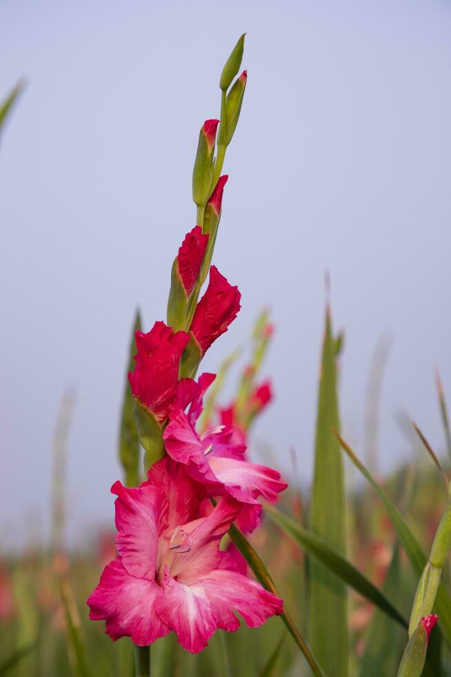 hermosa rosado gladiolo flores en el campo. selectivo atención foto