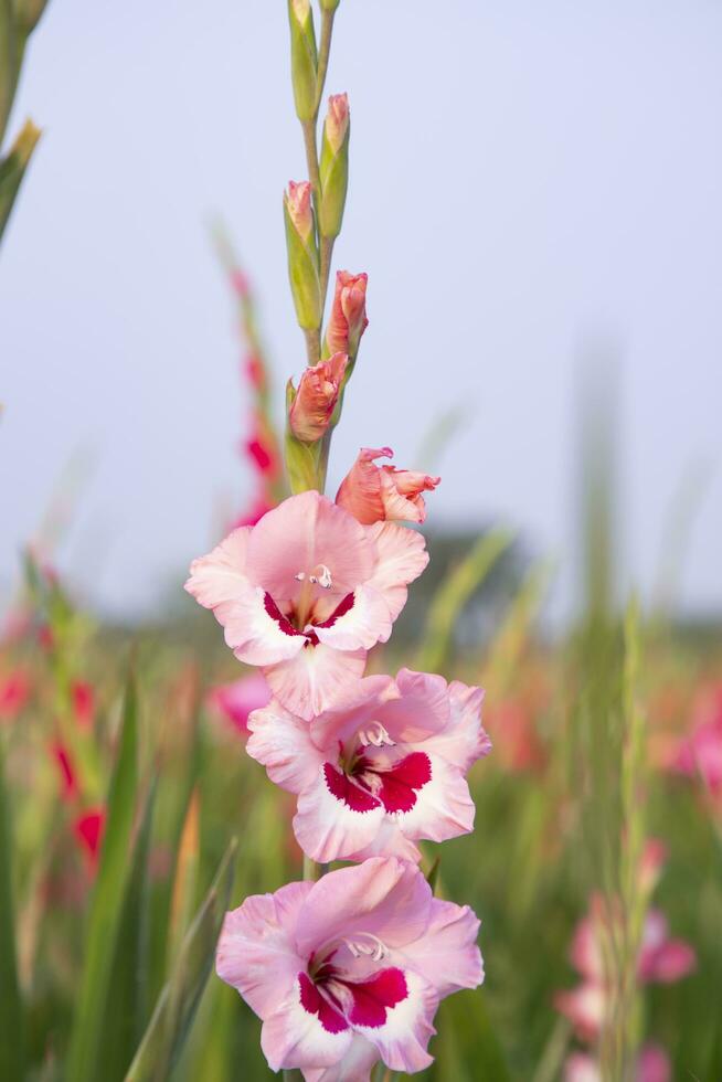 Beautiful Pink Gladiolus flowers in the field. Selective Focus photo