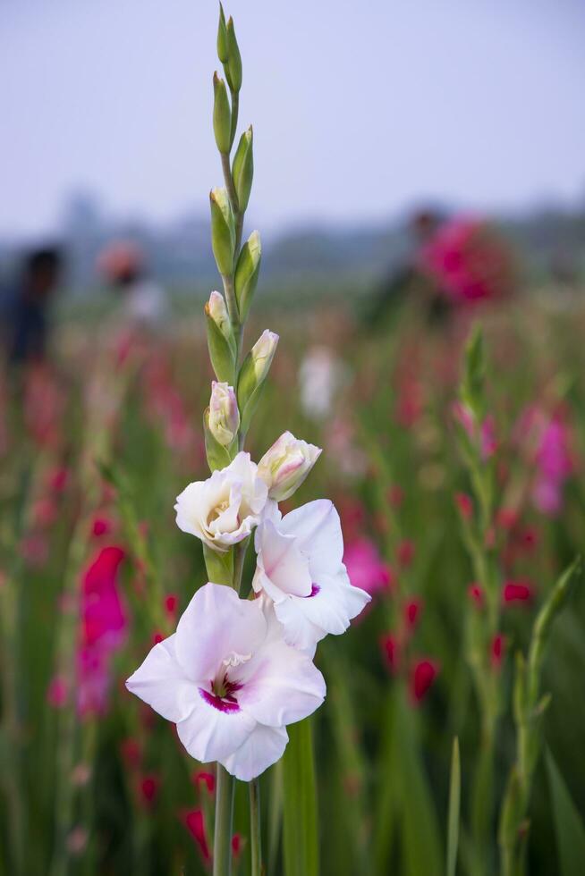 Beautiful Pink Gladiolus flowers in the field. Selective Focus photo