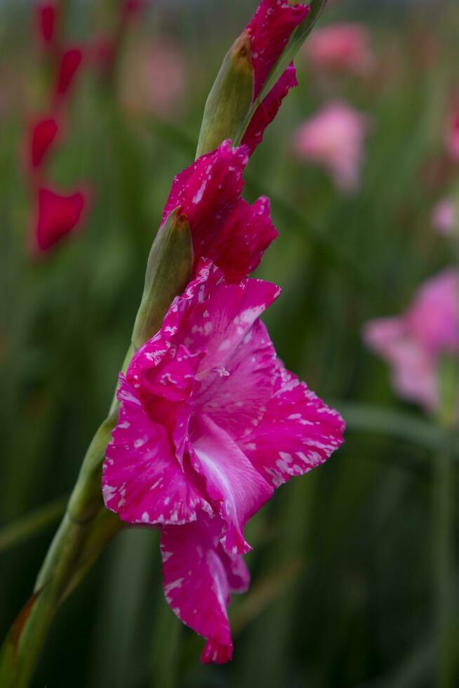 hermosa rosado gladiolo flores en el campo. selectivo atención foto