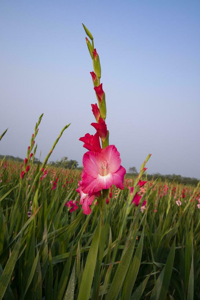 Beautiful Pink Gladiolus flowers in the field. Selective Focus photo