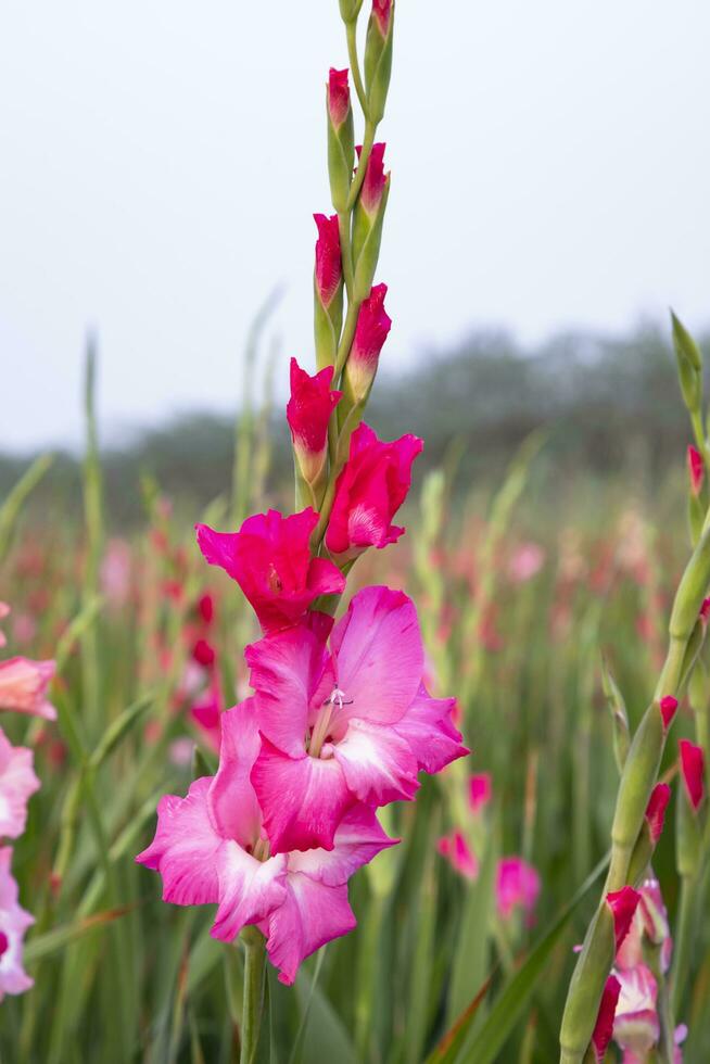 hermosa rosado gladiolo flores en el campo. selectivo atención foto