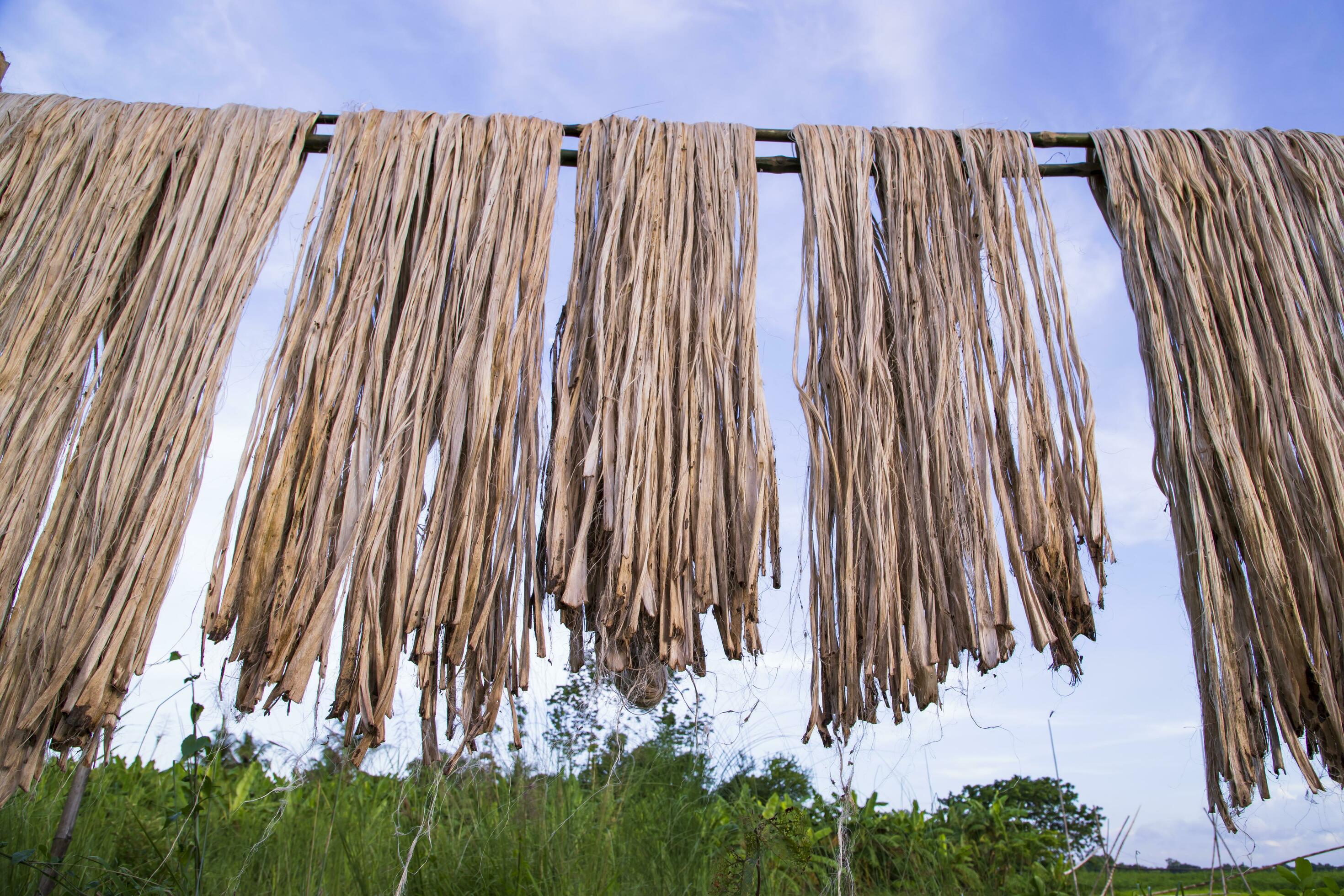 Golden wet raw jute fiber hanging under the sunlight for drying in