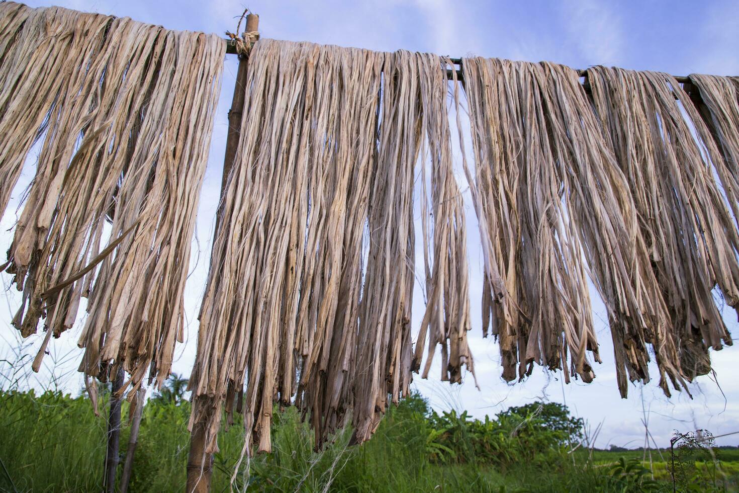 dorado mojado crudo yute fibra colgando debajo el luz de sol para el secado en Bangladesh foto