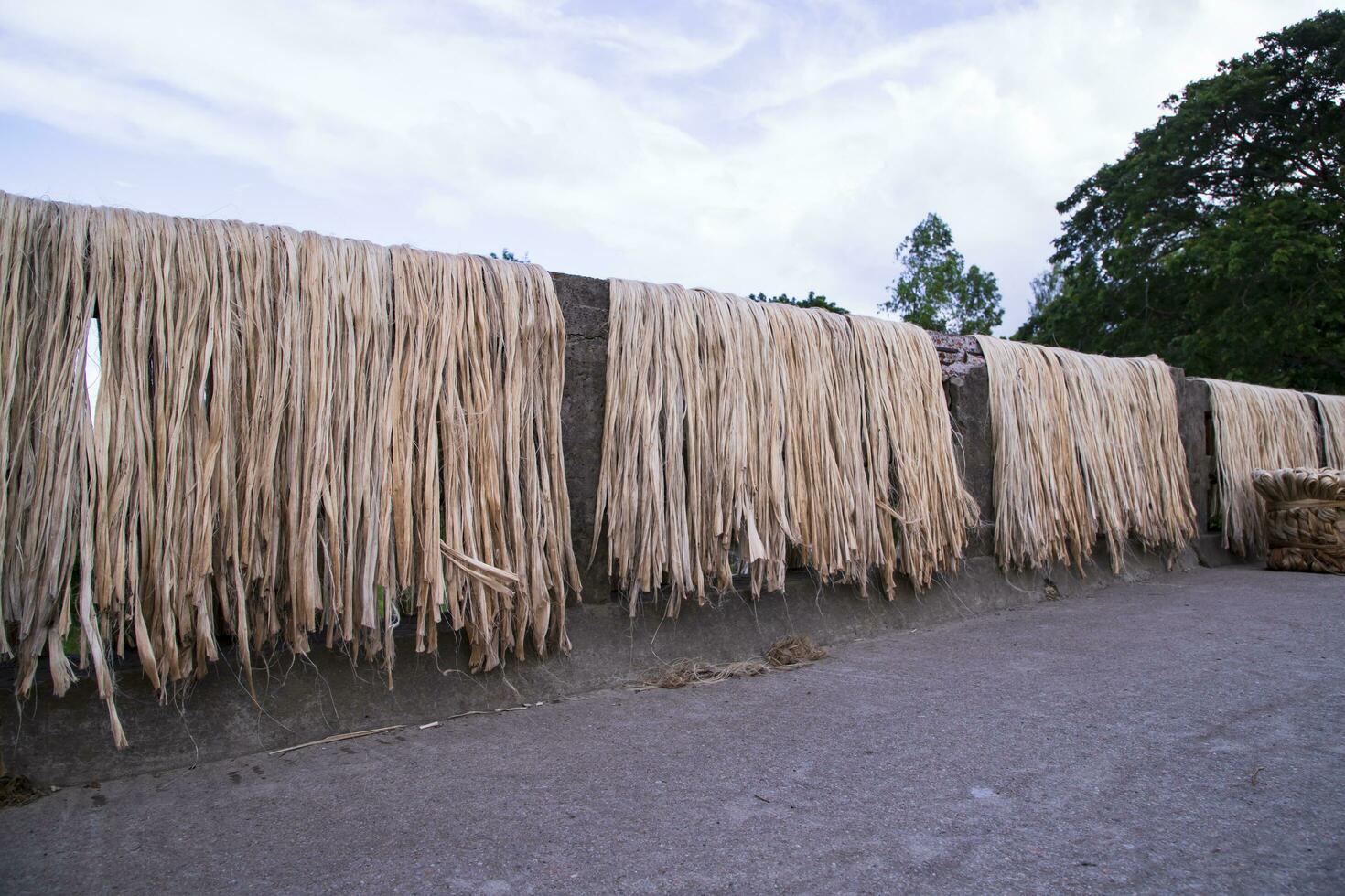 Golden wet raw jute fiber hanging under the sunlight for drying in Bangladesh photo