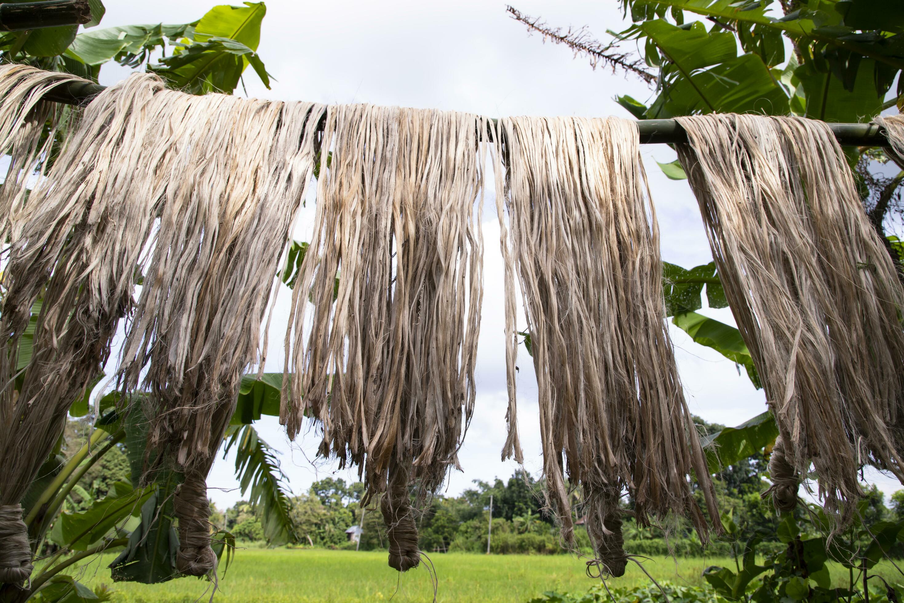 Golden wet raw jute fiber hanging under the sunlight for drying in