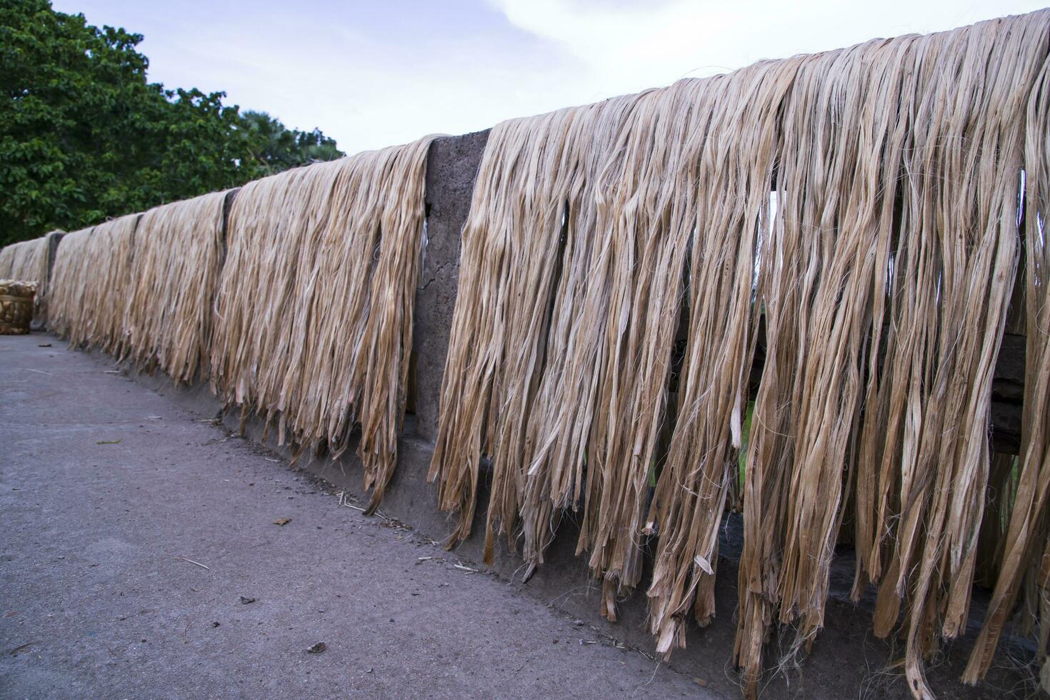 Golden wet raw jute fiber hanging under the sunlight for drying in Bangladesh photo