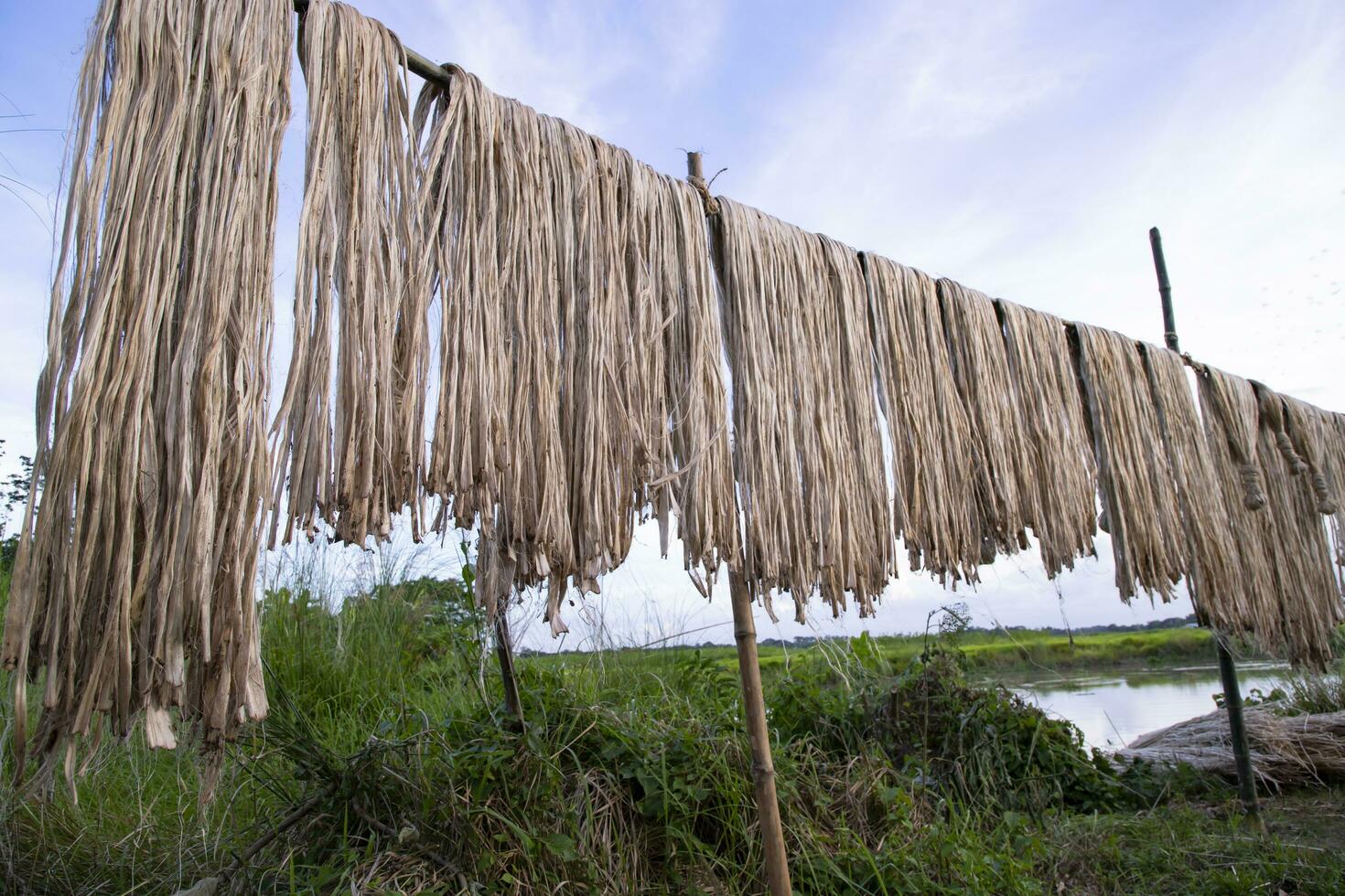 dorado mojado crudo yute fibra colgando debajo el luz de sol para el secado en Bangladesh foto