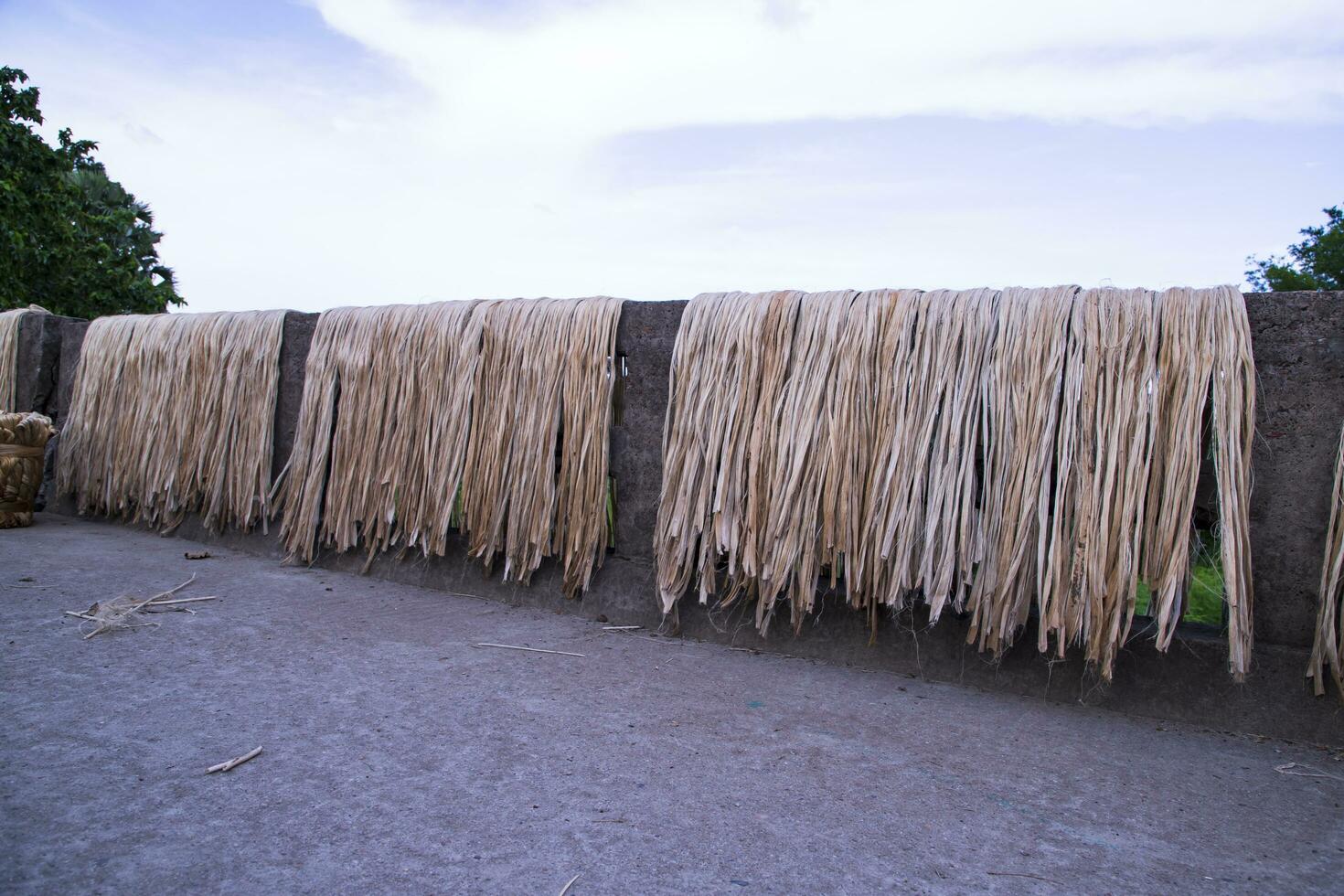 Golden wet raw jute fiber hanging under the sunlight for drying in Bangladesh photo