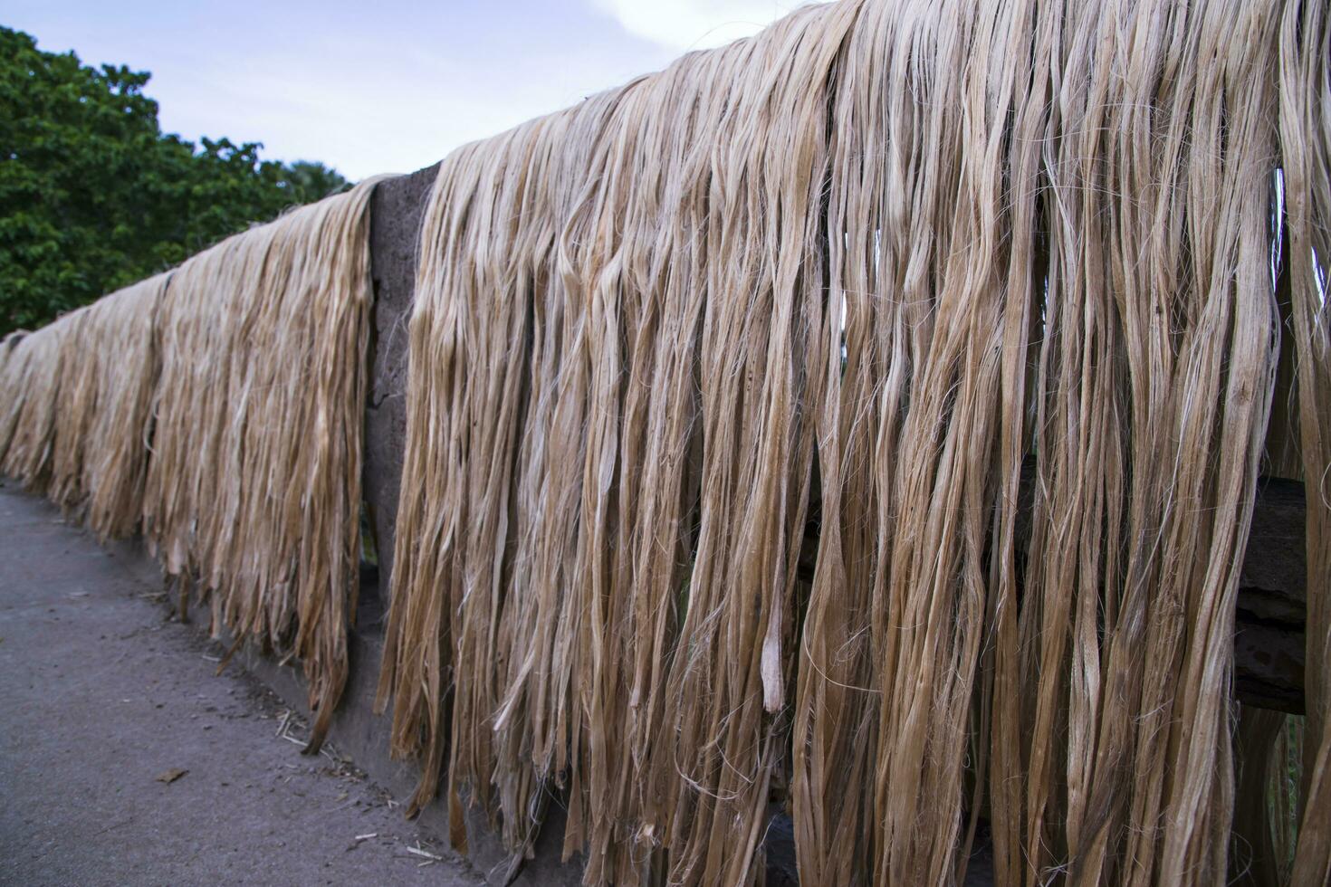 Golden wet raw jute fiber hanging under the sunlight for drying in Bangladesh photo