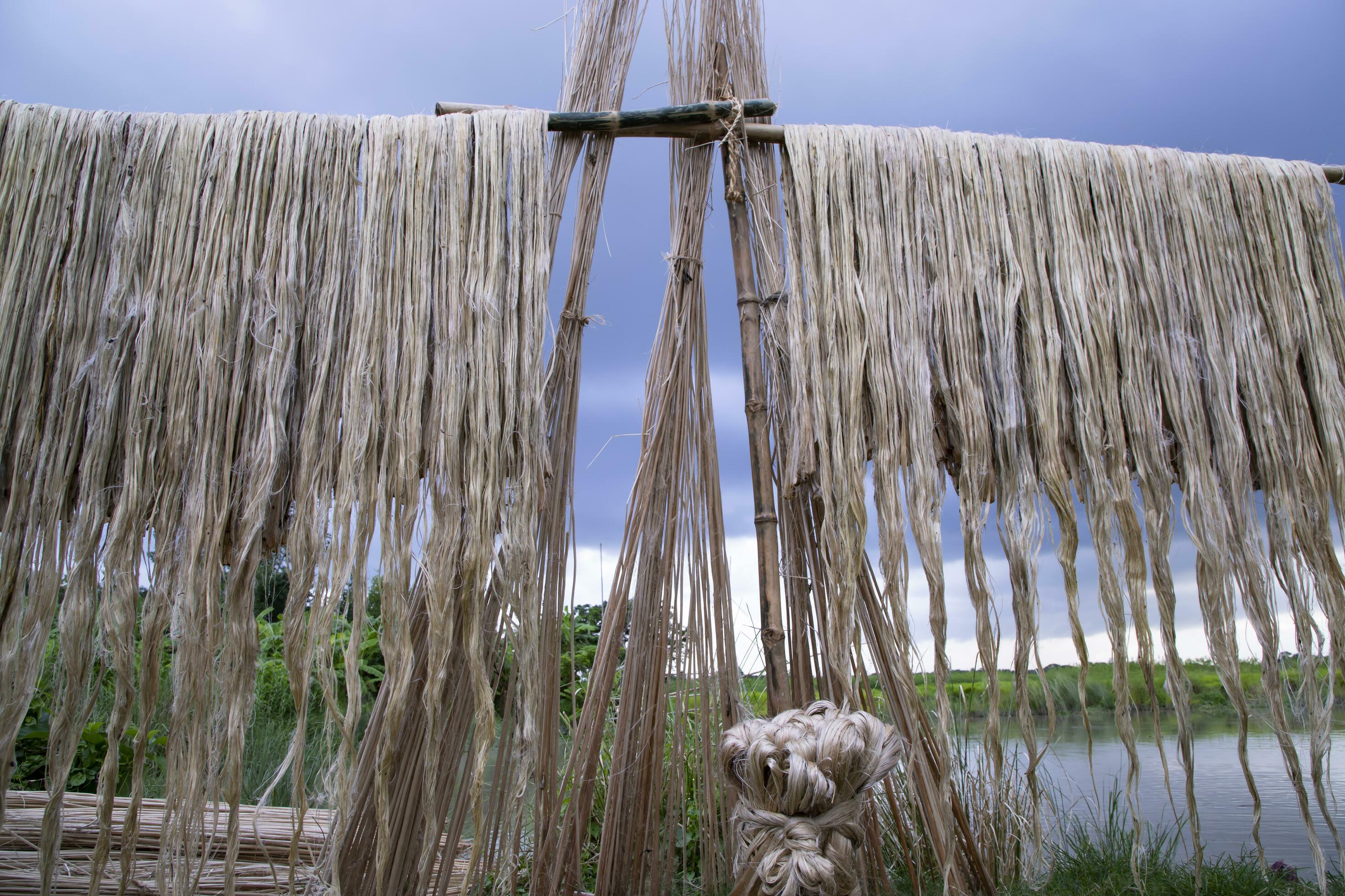 Golden wet raw jute fiber hanging under the sunlight for drying in