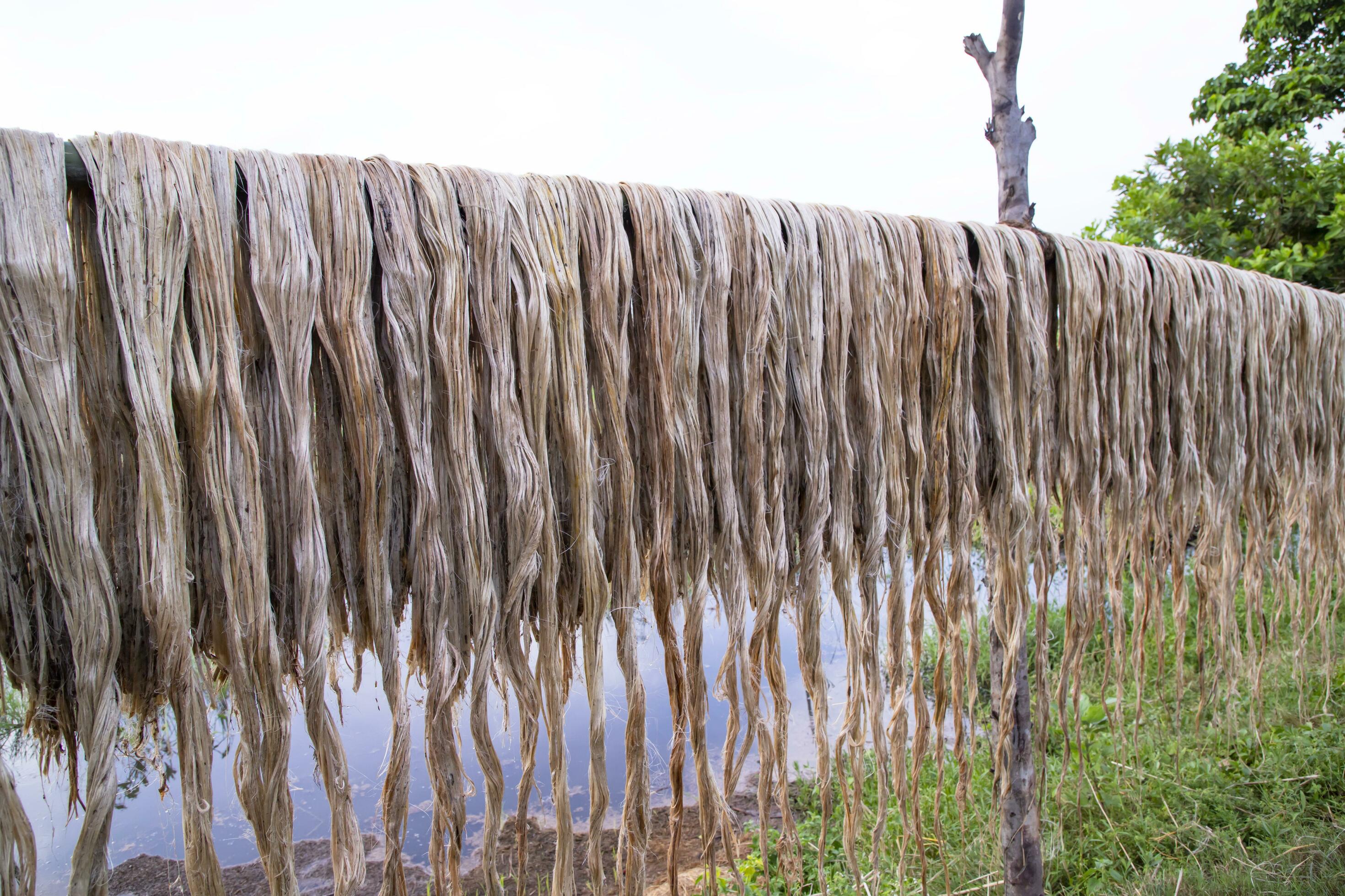Golden wet raw jute fiber hanging under the sunlight for drying in