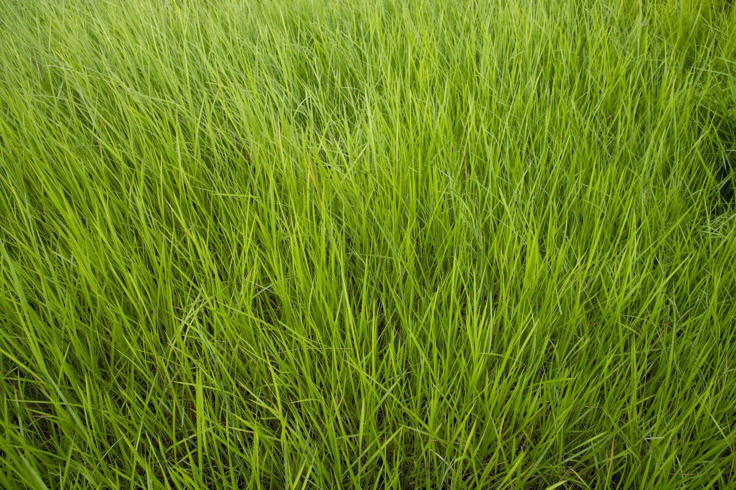 Close-up Green long grass pattern texture can be used as a natural background wallpaper photo
