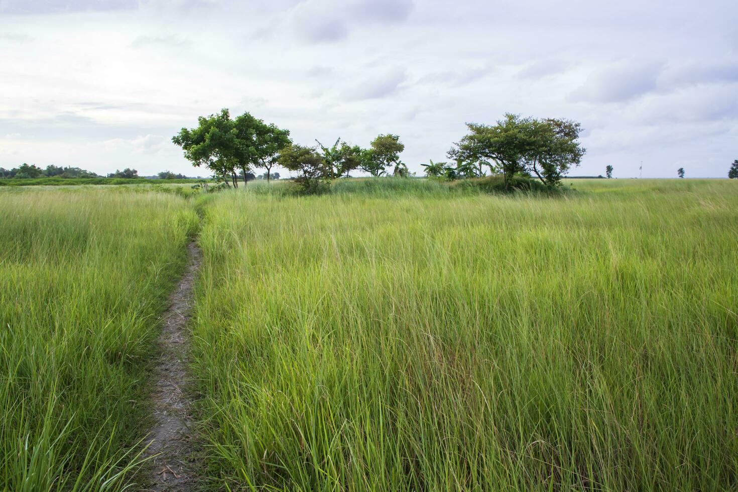 Natural Landscape view of green grass field with blue sky photo