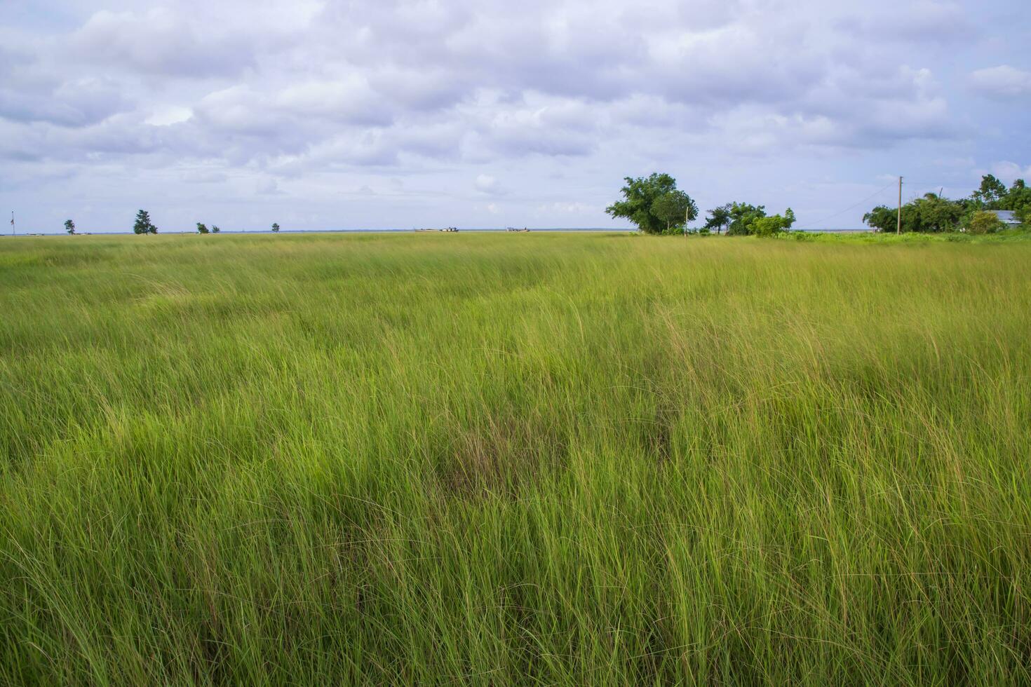 Natural Landscape view of green grass field with blue sky photo