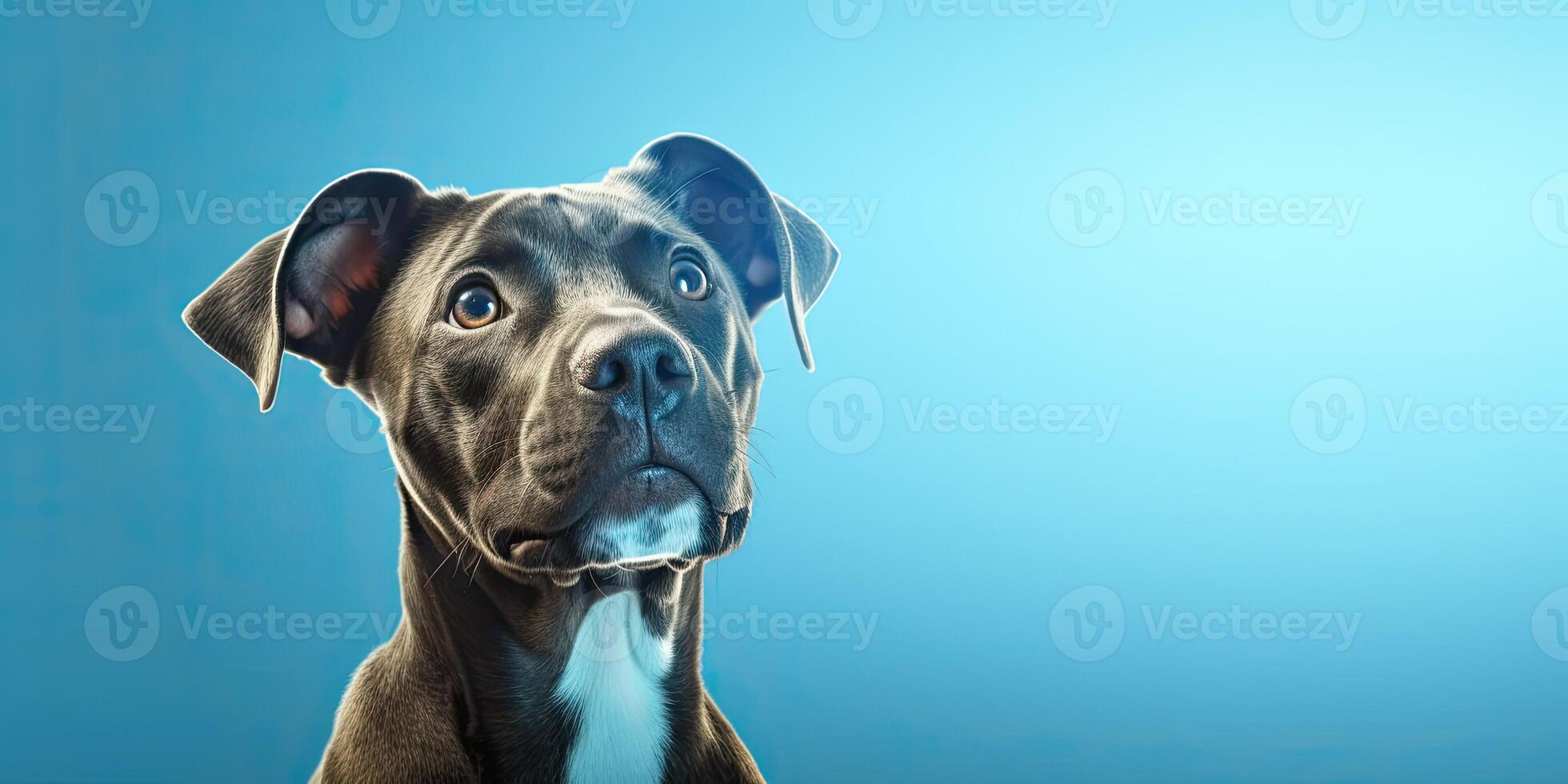 Dog portraite on a minimal blue background for banners photo