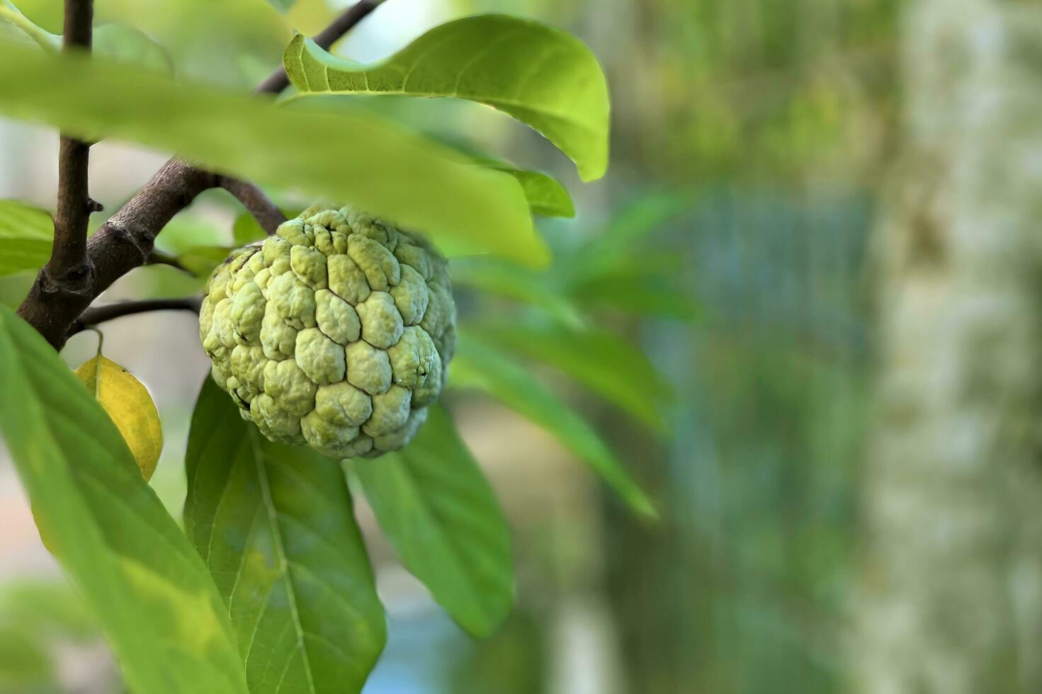 green custard apple tree in the garden or cherimoya plants applicable for banners, posters, information graphics, prints layout covering books, magazine page, advertising materials, advertisement, ads photo