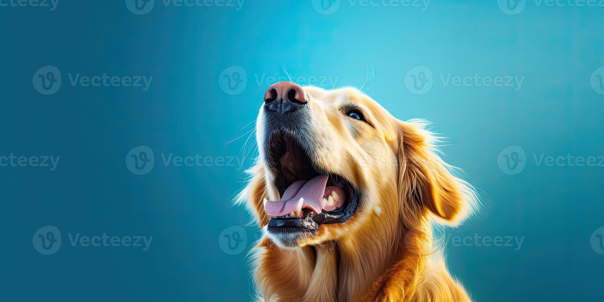 Dog portraite on a minimal blue background for banners photo